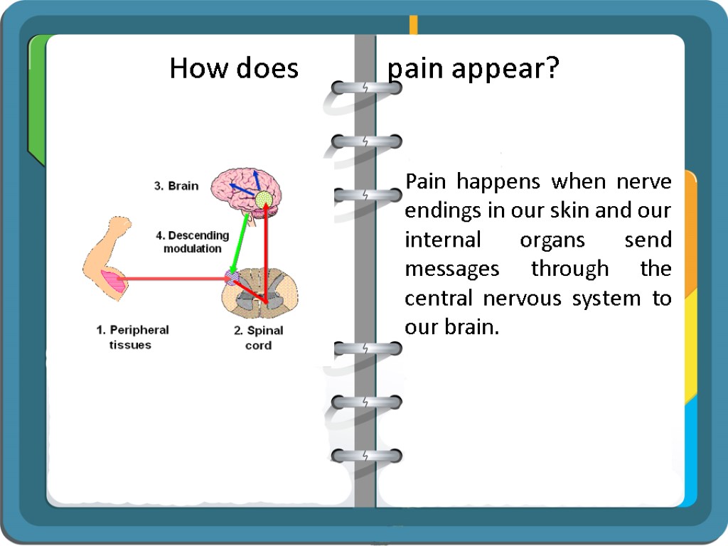 How does pain appear? Pain happens when nerve endings in our skin and our